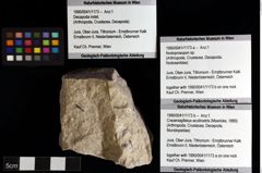 Foto (Objket + Etiketten) von Nodoprosopon sp. 